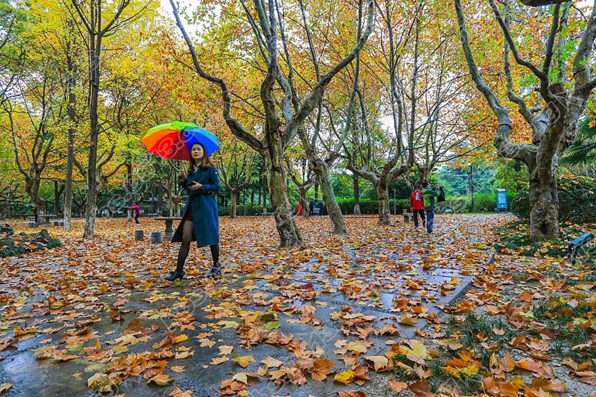 南通 一夜北风雨 大地铺彩毯 (1).jpg