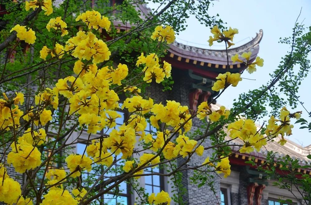 一路春光，把历史与现代相连｜物候观察