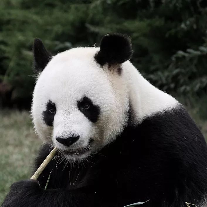 一路春光，把历史与现代相连｜物候观察